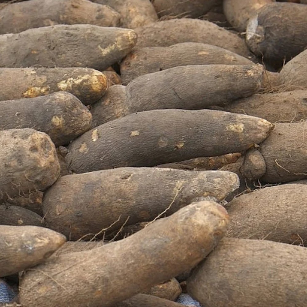 PUNA YAM