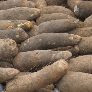 PUNA YAM