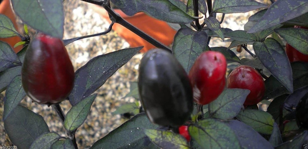 Hot Pepper (Cuban)